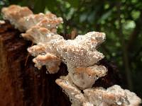 Niveoporofomes spraguei image