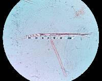 Balansiopsis gaduae image