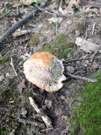 Niveoporofomes spraguei image