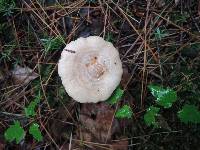 Lactarius chrysorrheus image