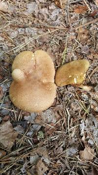 Phylloporopsis boletinoides image