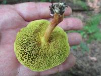 Xerocomus illudens image