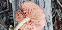 Rhodotus palmatus image