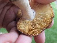 Russula xerampelina image