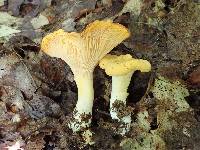 Cantharellus phasmatis image