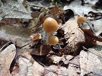 Psathyrella pseudovernalis image