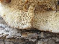 Merulius tremellosus image