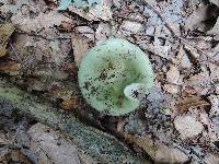 Russula aeruginea image