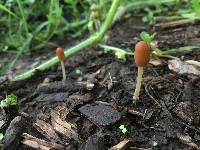 Parasola auricoma image