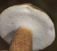 Tylopilus felleus image
