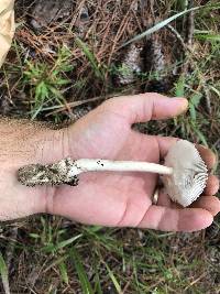 Amanita sect. Vaginatae image