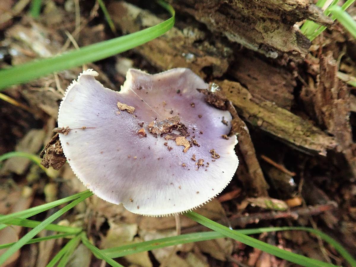Cortinarius iodeoides image