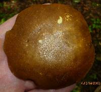 Xanthoconium affine image