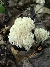 Ramariopsis kunzei image