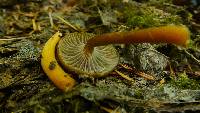 Hygrocybe laeta var. laeta image