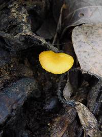 Pluteus chrysophlebius image