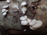 Pleurotus pulmonarius image