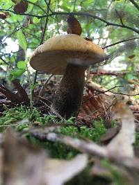 Tapinella atrotomentosa image