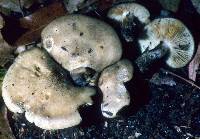 Lyophyllum fuligineum image