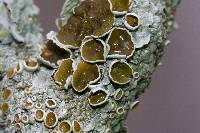 Myelochroa galbina image