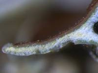 Myelochroa galbina image