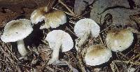 Tricholoma saponaceum image