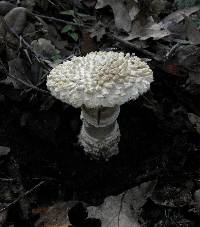 Amanita magniverrucata image