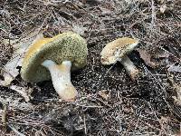 Xanthoconium affine image