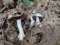 Cortinarius iodes image