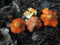 Hygrocybe acutoconica image