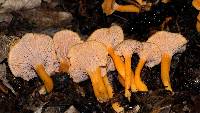 Cantharellus ignicolor image
