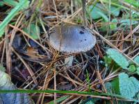 Amanita pachycolea image