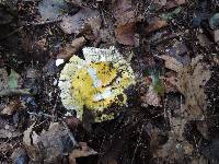 Russula claroflava image