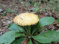 Suillus americanus image