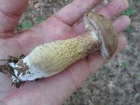 Tylopilus felleus image