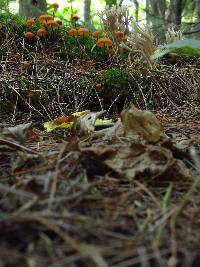 Clavulina coralloides image