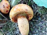 Tricholoma aurantium image