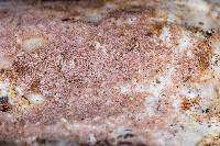 Thumbnail image of current specimen