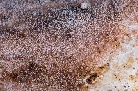 Thumbnail image of current specimen