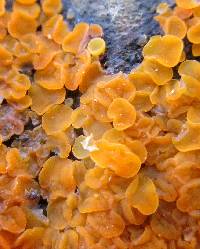 Orbilia xanthostigma image