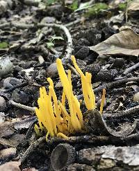 Clavulinopsis fusiformis image