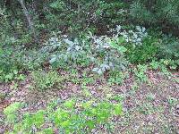 Lactarius volemus image