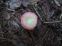 Russula hydrophila image