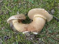Tylopilus rubrobrunneus image
