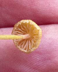 Mycena crocea image