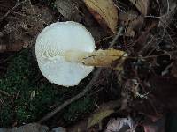 Echinoderma asperum image