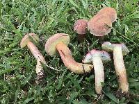 Boletus patrioticus image