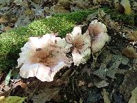 Hygrophorus russula image