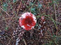 Russula xerampelina image