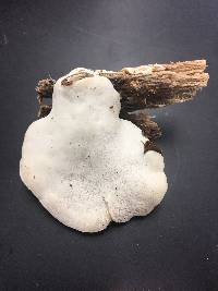 Tyromyces chioneus image